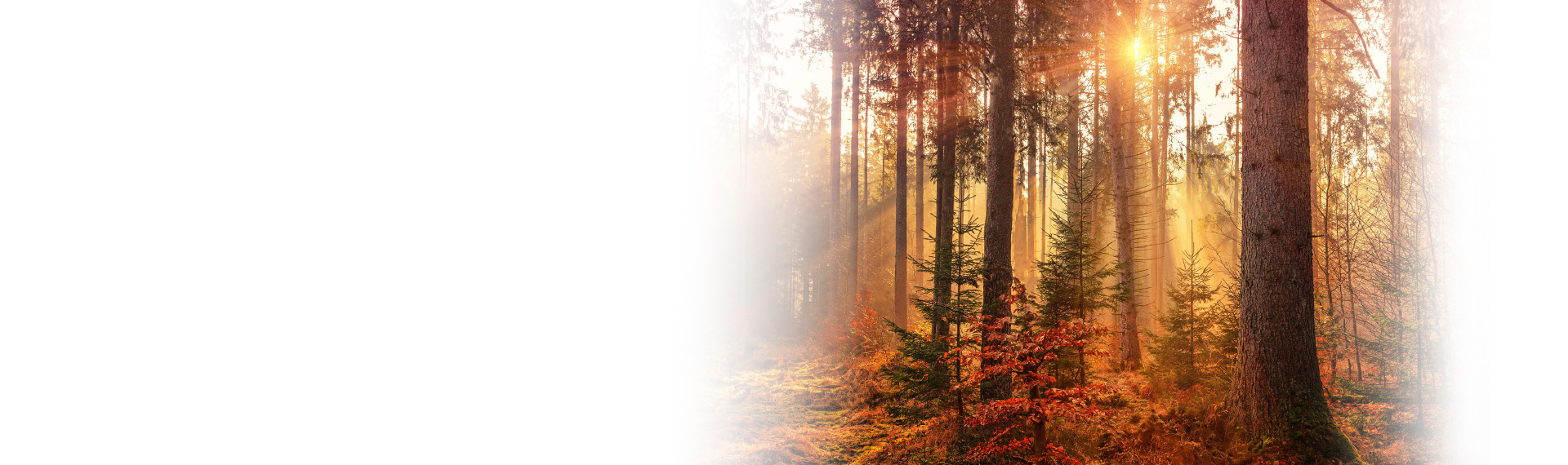 Herbstaktion – 2 Monate gratis surfen